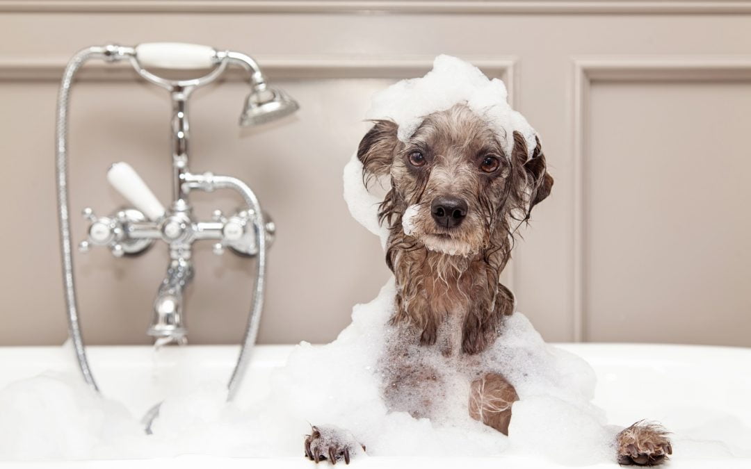 Tips de Pili para la higiene canina