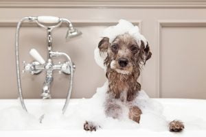 Tips de Pili para la higiene canina